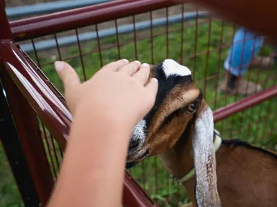 Person petting a goat