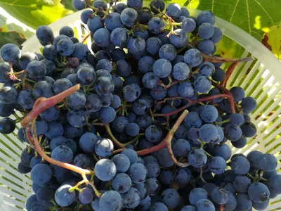 Basket of blueberries 